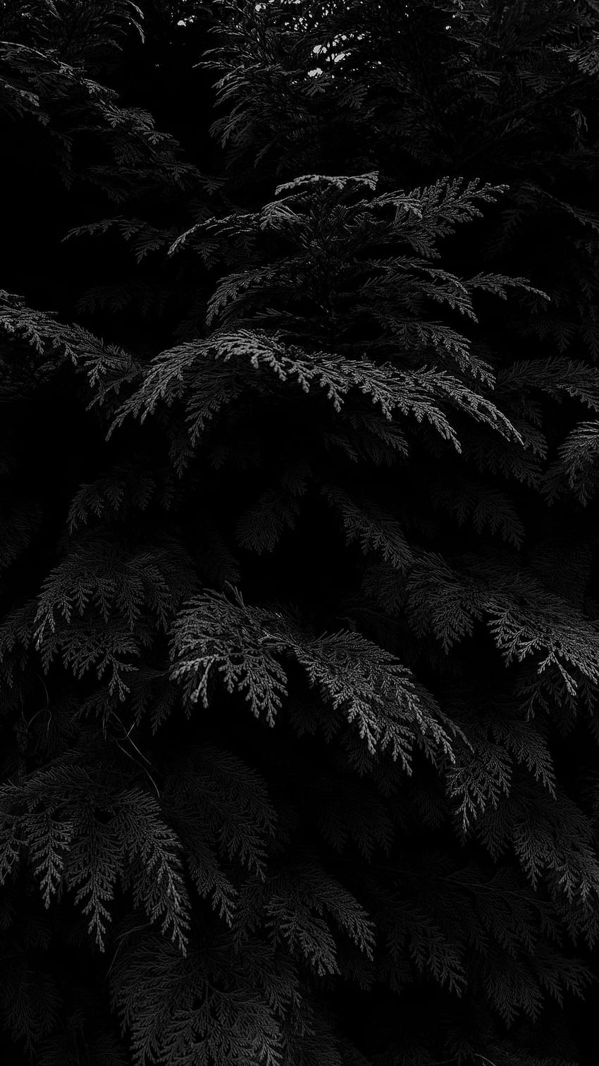 Black Colour, Tree, Black Colour Tree, Black Tree HD phone wallpaper