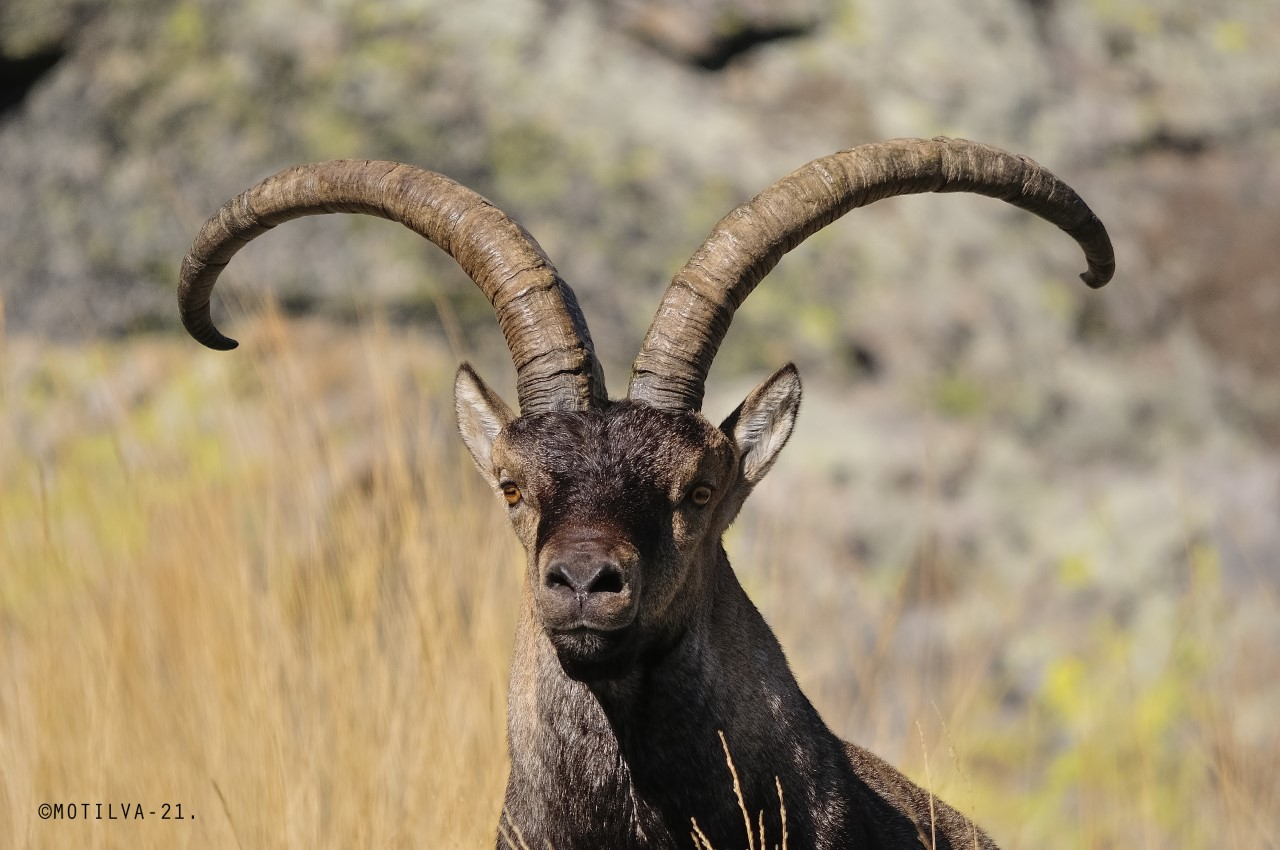 La cabra montesa, a punto de morir de éxito en España | Medio Ambiente