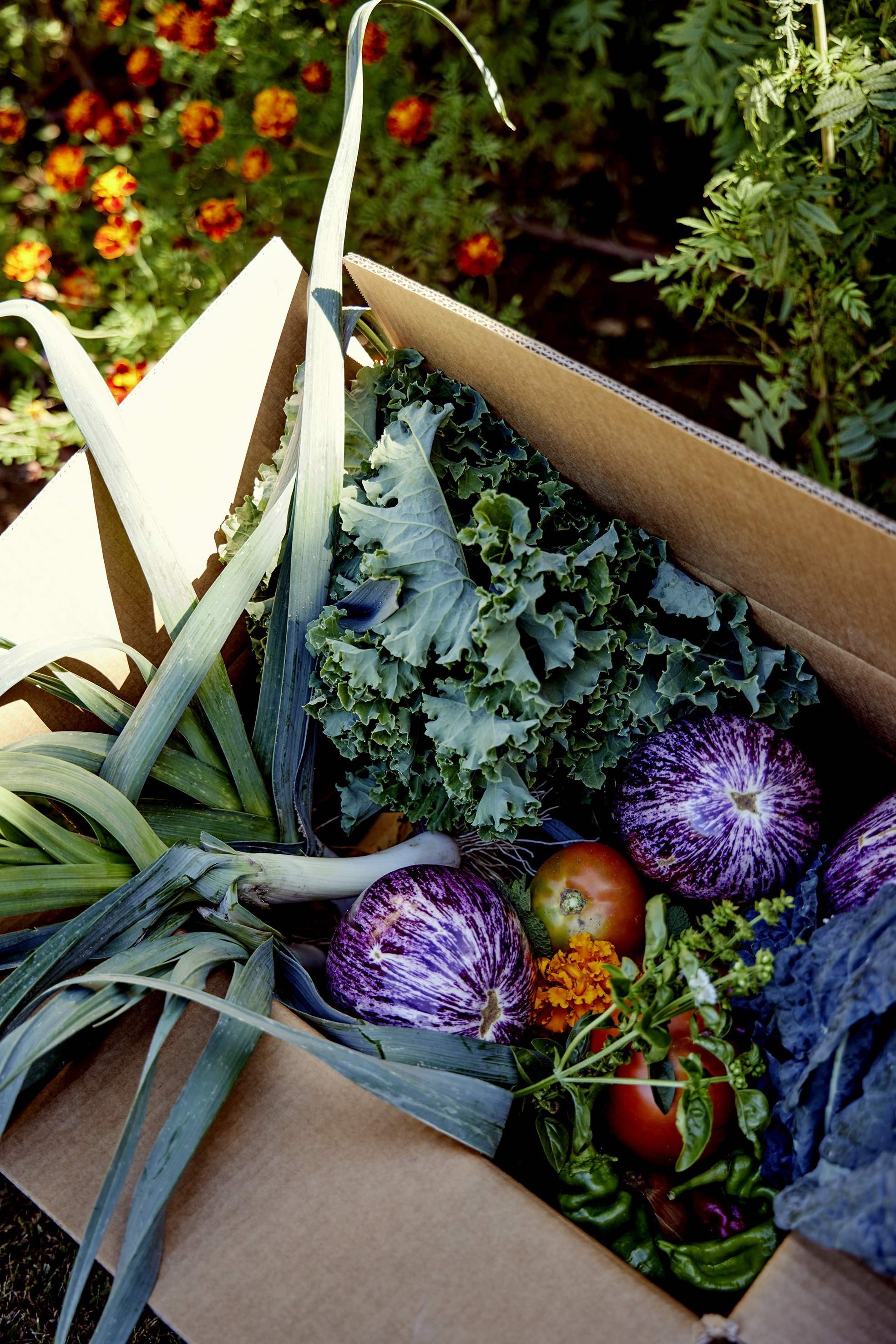 Las verduras de la huerta navarra.