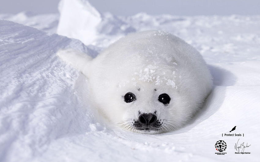 Seal HD wallpaper | Pxfuel