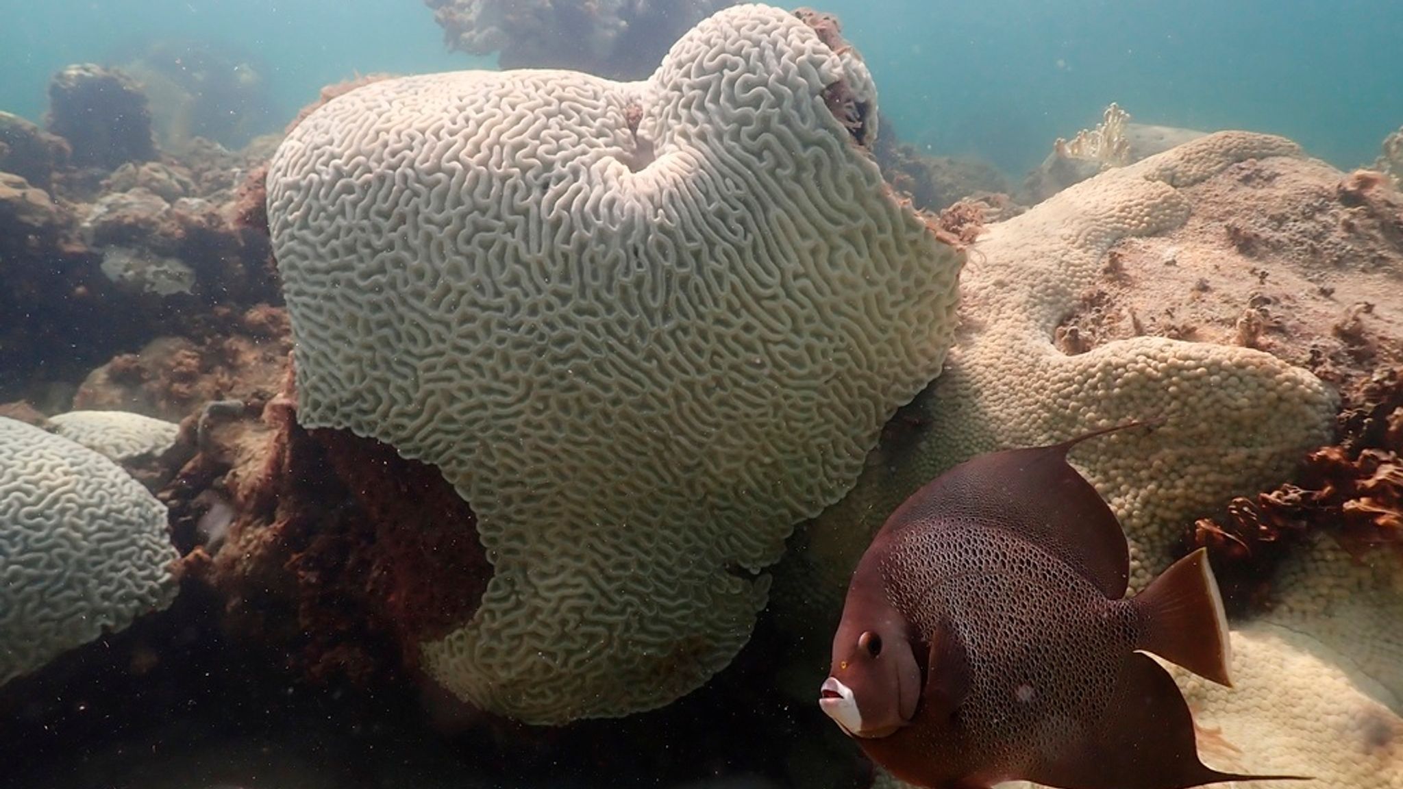 Mass bleaching of coral reefs caused by climate change and warming ...