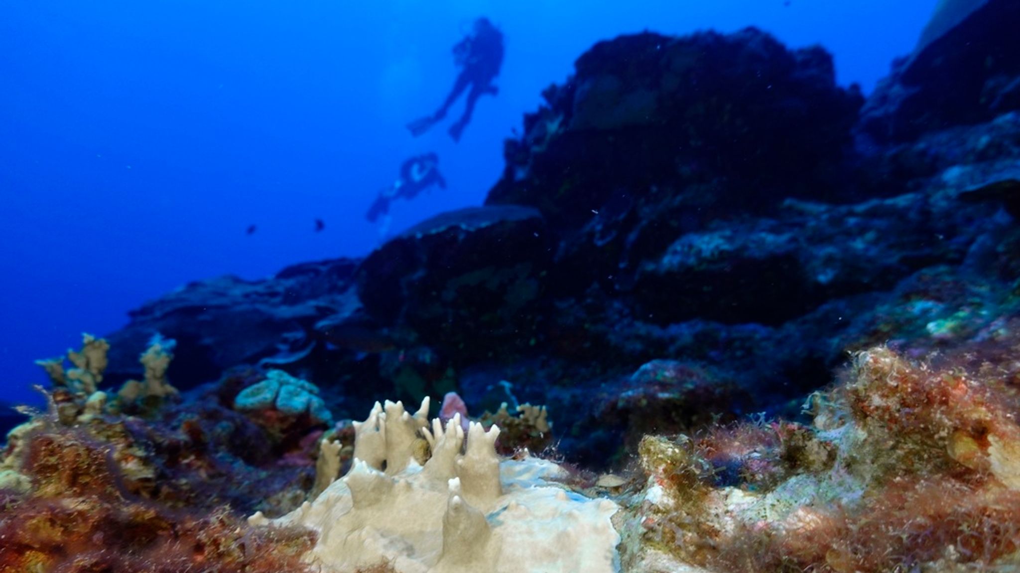 Mass bleaching of coral reefs caused by climate change and warming ...