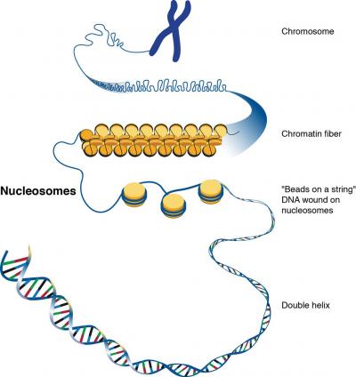 Chromatin [IMAGE] | EurekAlert! Science News Releases