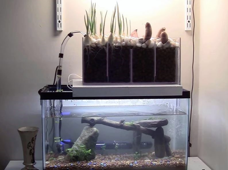 Aquaponics system using aquarium fish tank