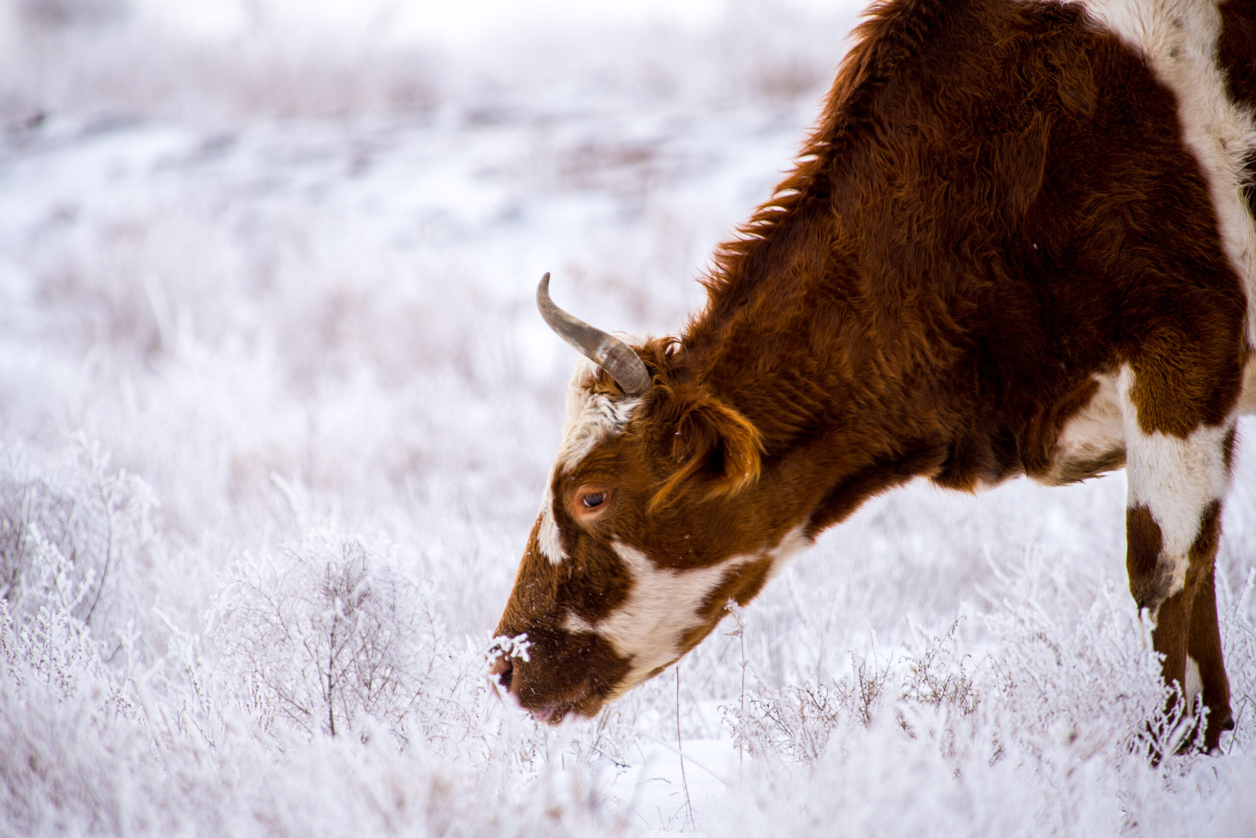 Local food producers