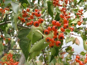 Crataegus phaenopyrum, Washington Hawthorn leaves and berries