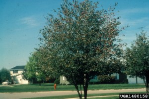 Crataegus Phaenopyrum, Washington Hawthorn