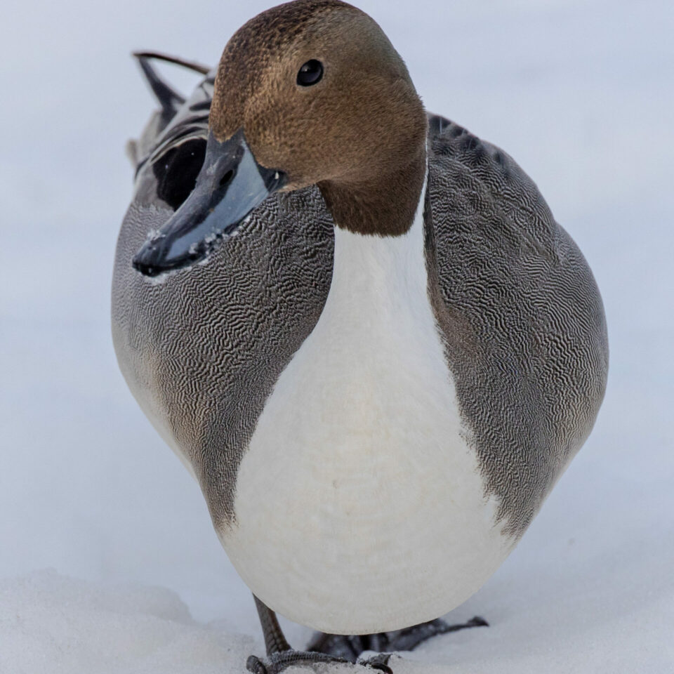 Pintail Ducks