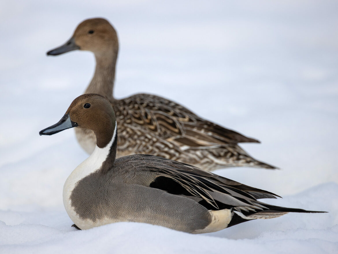 Pintail Ducks