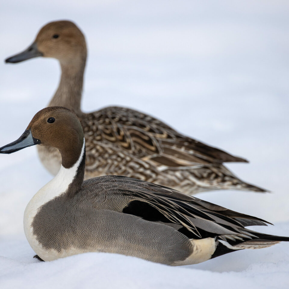 Pintail Ducks