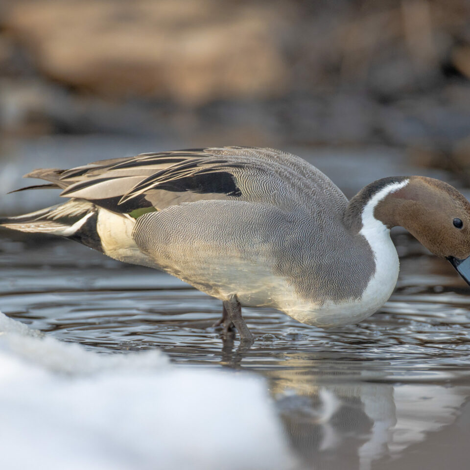 Pintail Duck