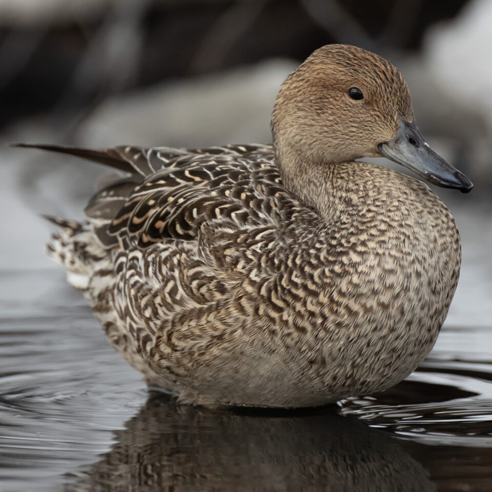 Pintail Ducks