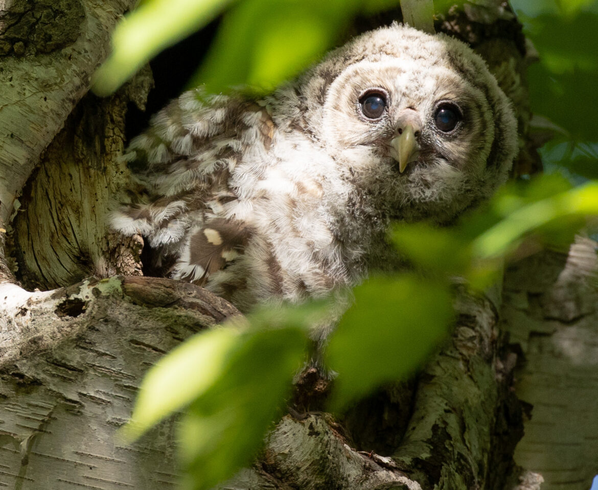 Barred Owls And Fledgling