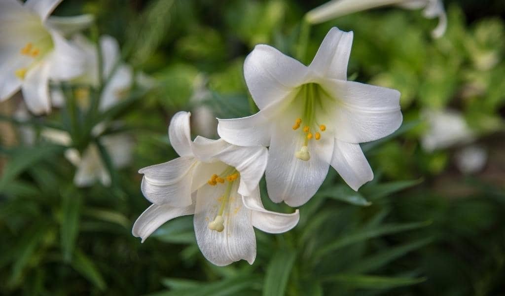 Easter Lily Plant