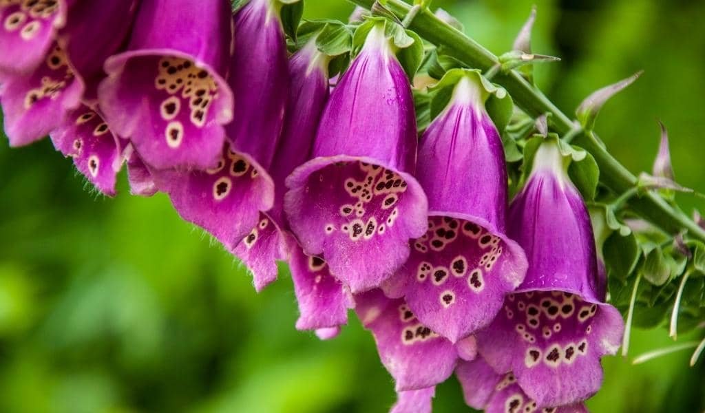 Foxglove Plant 