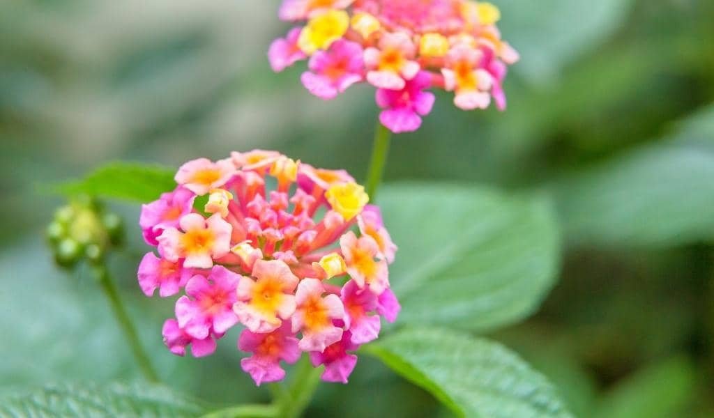 Lantana Plant 