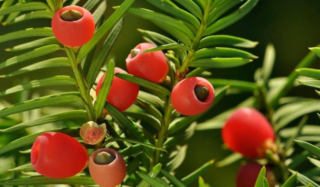 Yew Shrubs Plant 