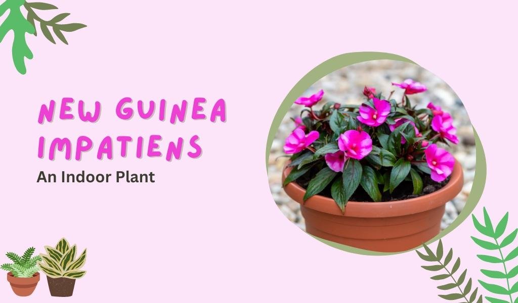 New-Guinea-Impatiens