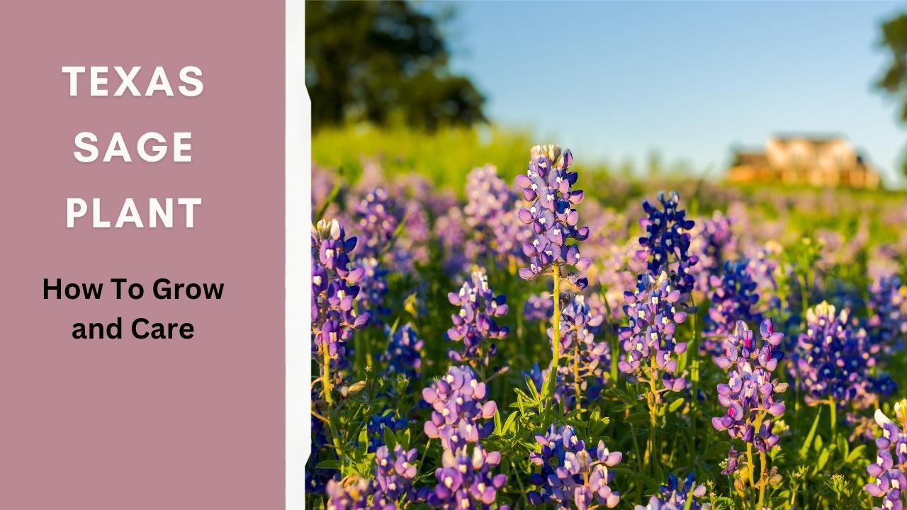 Texas Sage Plant