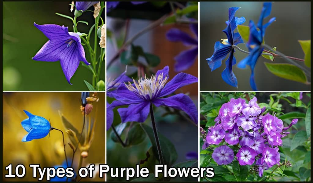 10 Types of Purple Flowers