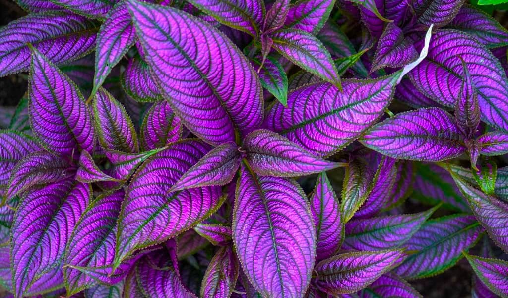 Persian Shield Plant