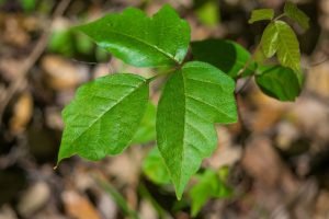 Can Goats Eat Poison Ivy? Is it Safe for them? - Eco Peanut