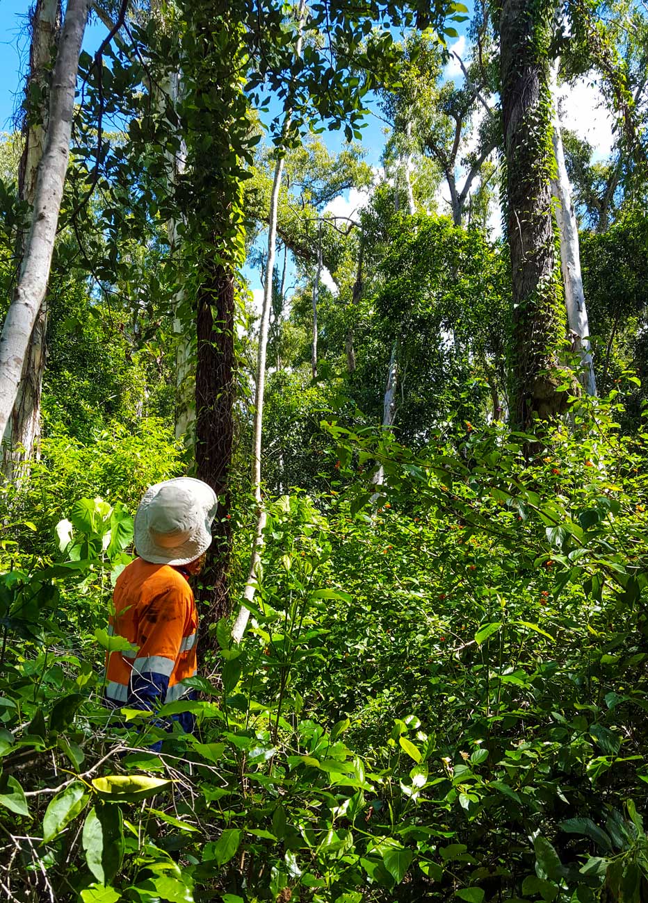 Ian Shoalwater Orange trumpet vine brown route EDIT