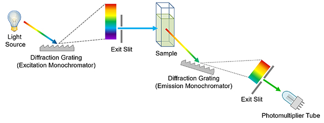 Simplified diagram of a spectrofluorometer.