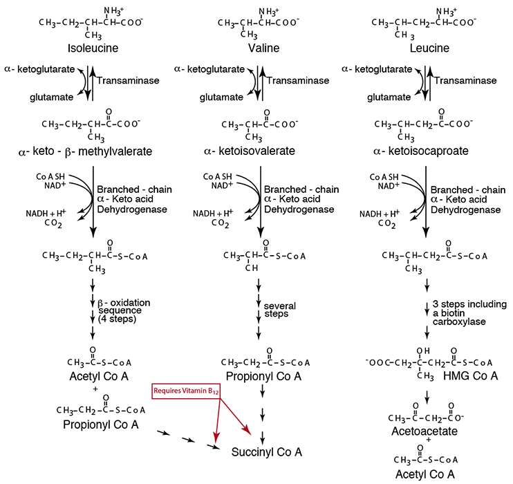 AMINO ACID METABOLISM : BRANCHED-CHAIN AMINO ACID DEGRADATION