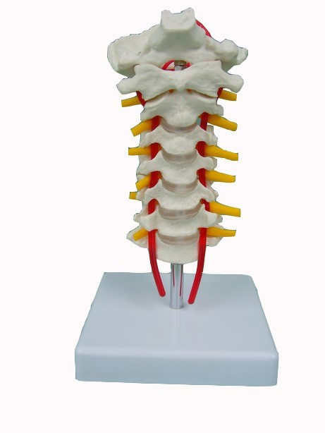 CERVICAL VERTEBRAE OCCIPITAL BONE WITH SPINAL CORD MODEL - Eduscience