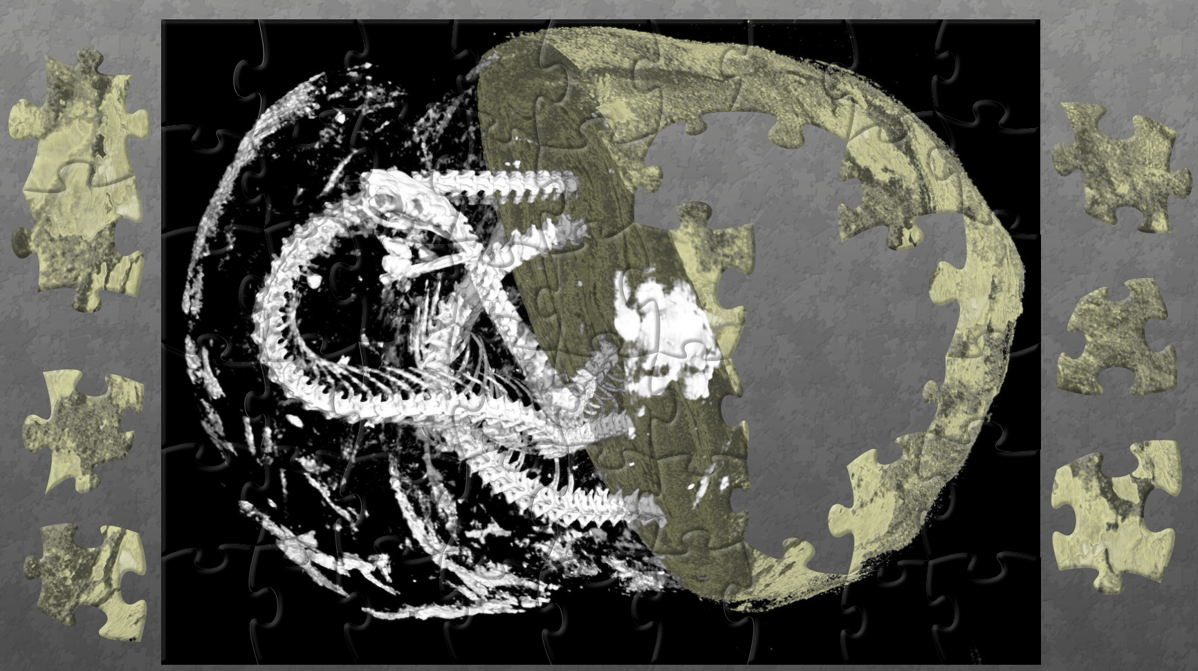 A puzzle image featuring a 3D scan of a mummified snake. One half of the snake is visible while the owher half is wrapped in linen. 