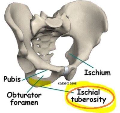 Ischial Tuberosity location