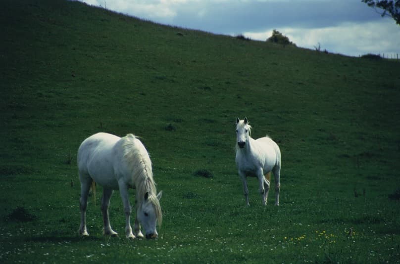 دو اسب سفید زیبا در چمنزار بزرگ