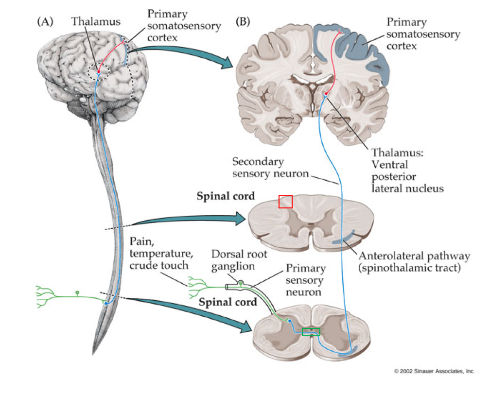 Sensory Neuron Pathway