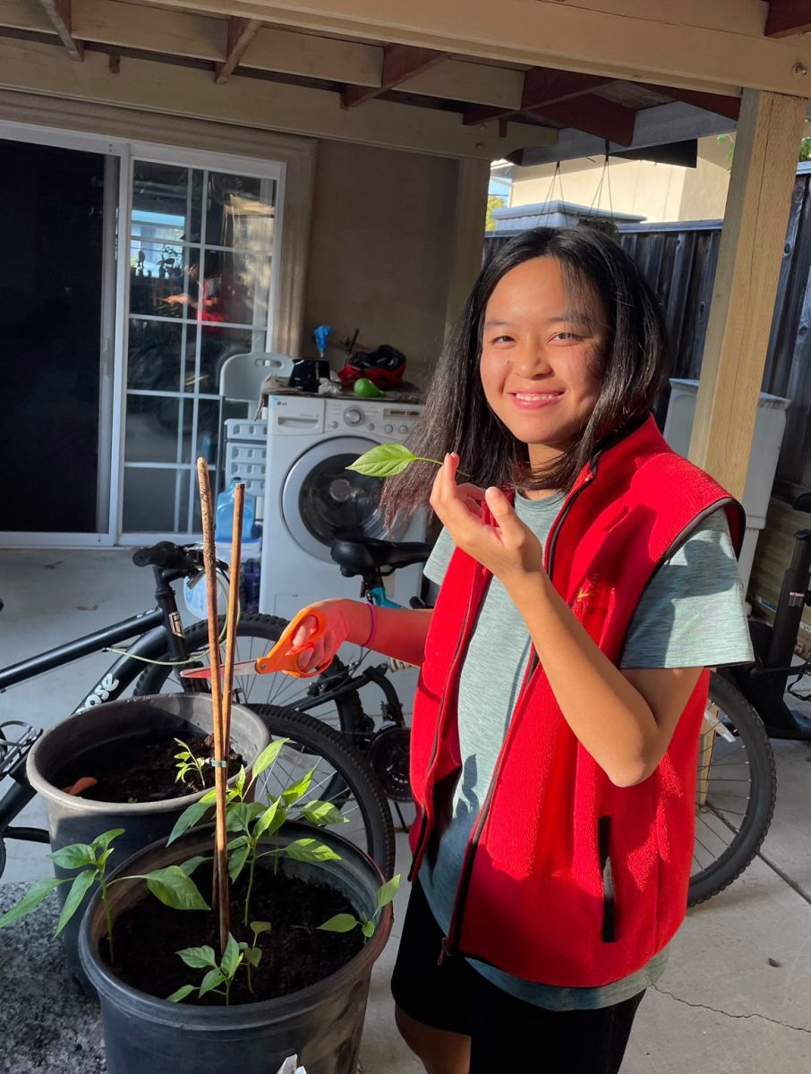 As a part of her gardening routine, Kwong prunes her plants by cutting them with scissors. Photo courtesy of Bernice Kwong | Used with permission