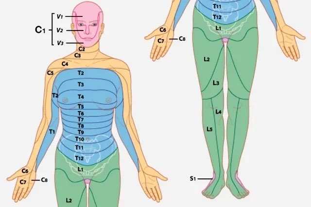 C4-5 dermatome: Dermatomes – Physiopedia