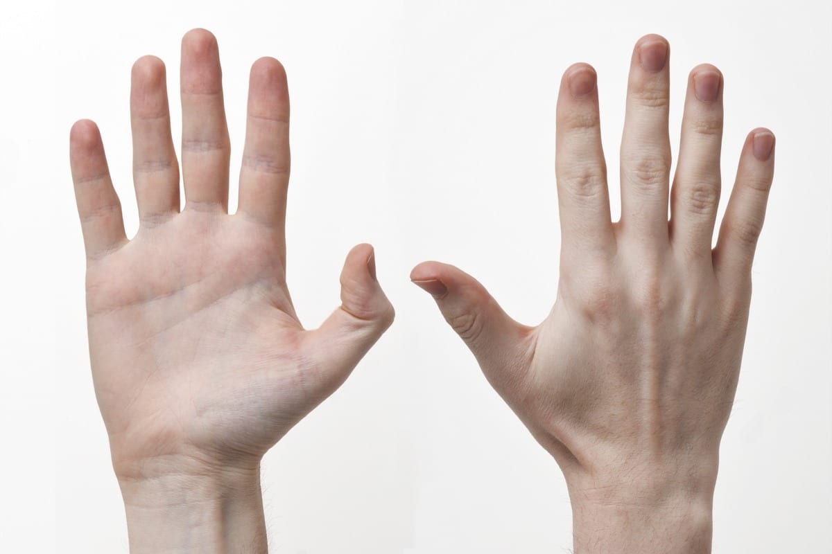 "Human-Hands-Front-Back" by Evan-Amos - Own work. Licensed under CC BY-SA 3.0 via Wikimedia Commons - http://commons.wikimedia.org/wiki/File:Human-Hands-Front-Back.jpg#/media/File:Human-Hands-Front-Back.jpg