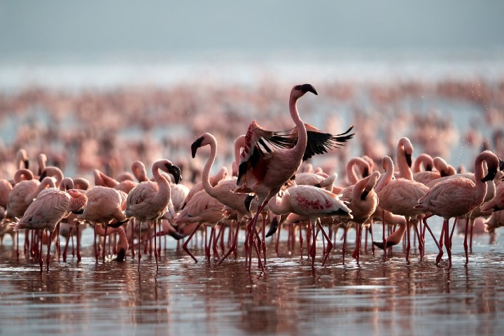 Pocas son las especies que pueden estar sin problemas en el lago. Foto: Miscerinos