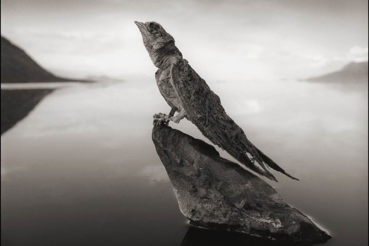 El Lago Natrón momifica a las aves. Foto: Nick Brandt