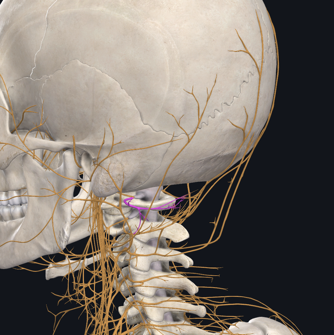 C1 Nerve Root