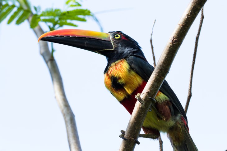 Birds of Costa Rica: aracari toucan