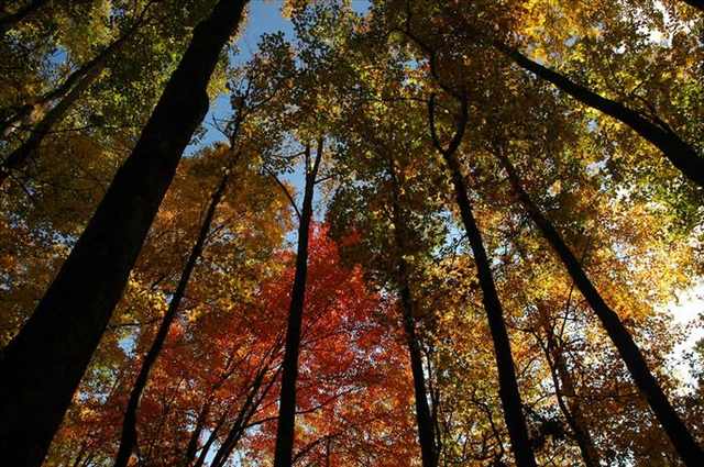 Smoky mountains in autumn