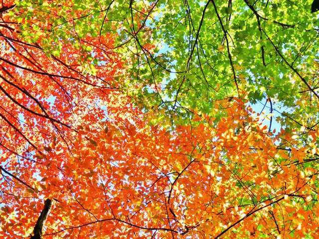 Smoky mountains in autumn