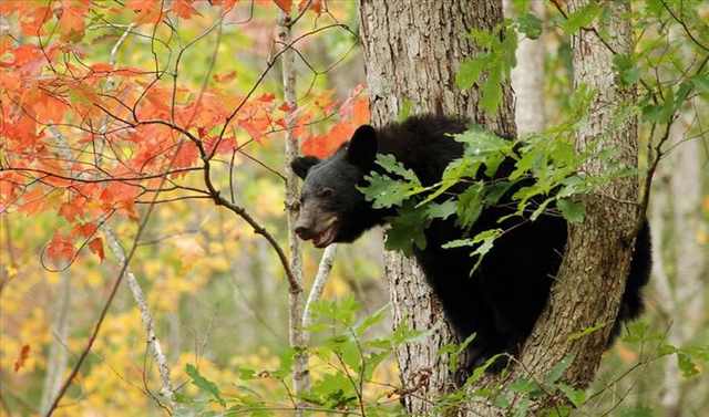 Smoky mountains in autumn