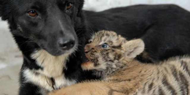 Animal Friendships