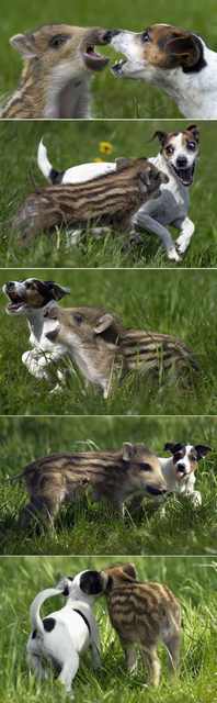 Animal Friendships