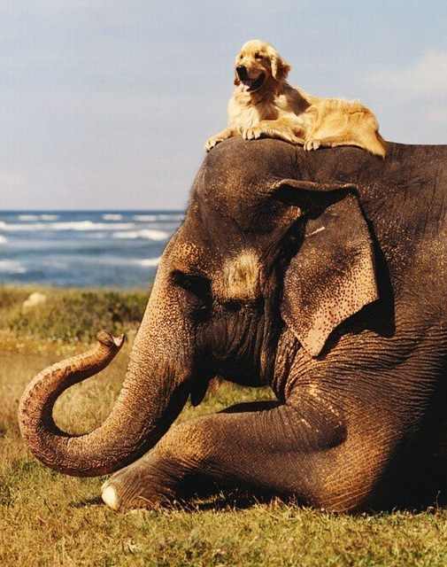 Animal Friendships