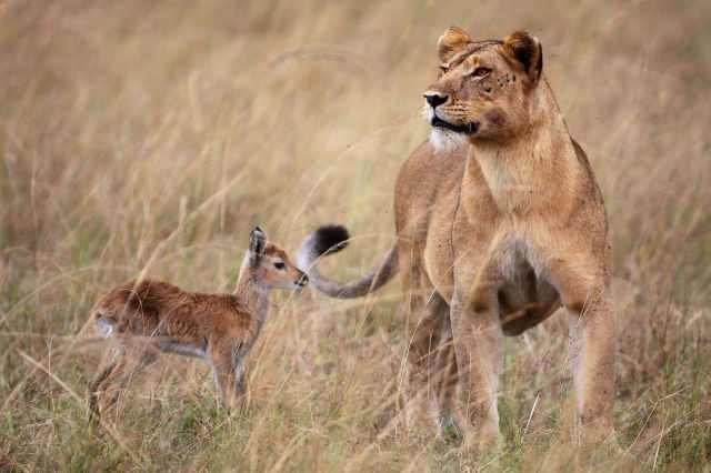 Animal Friendships