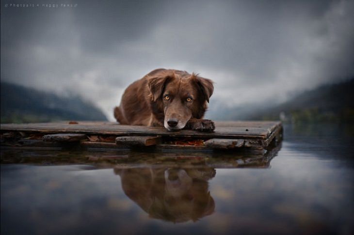 Dogs - Breathtaking - Photography