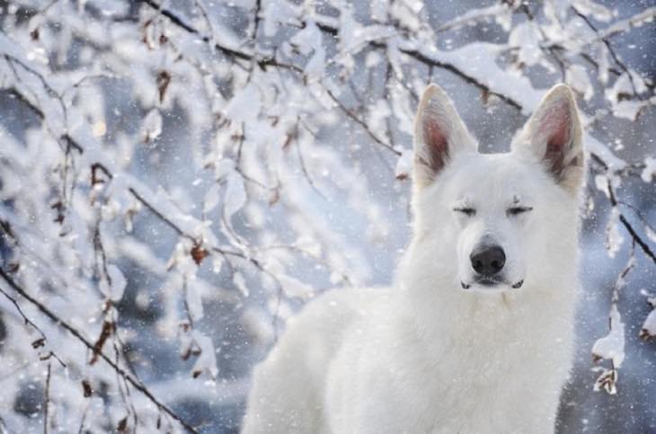 Dogs - Breathtaking - Photography